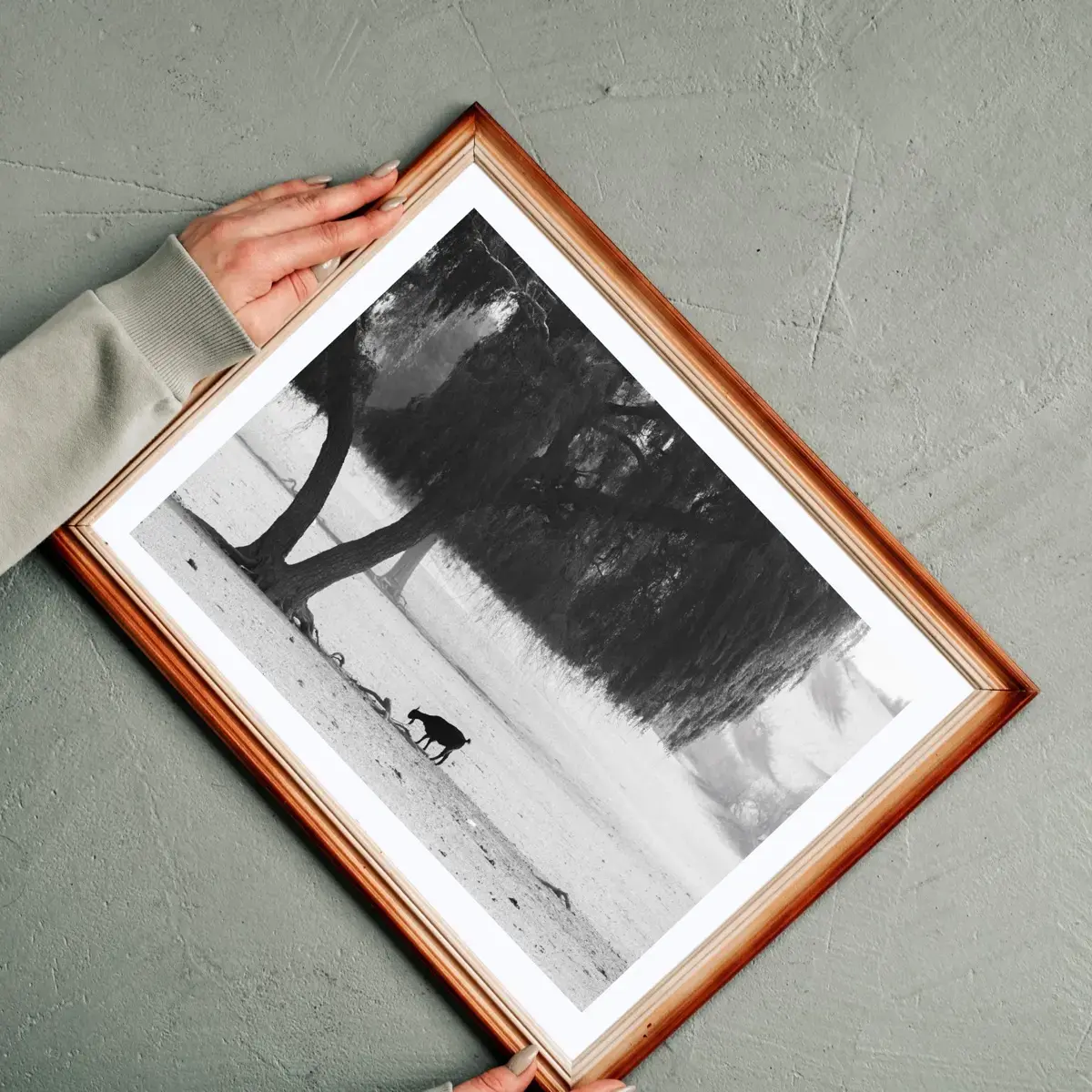 Shade Dweller — view 2