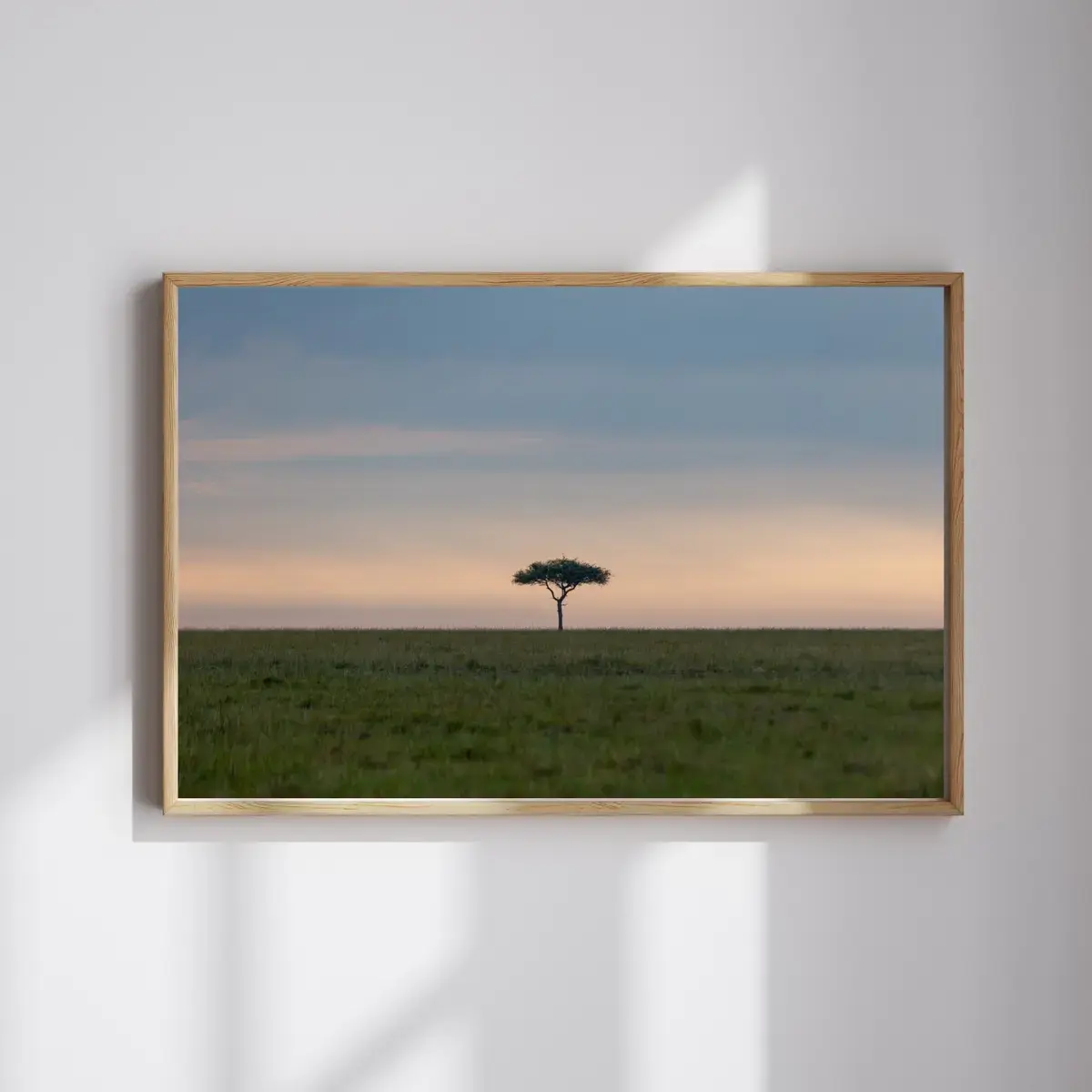 Solitary Acacia — view 4