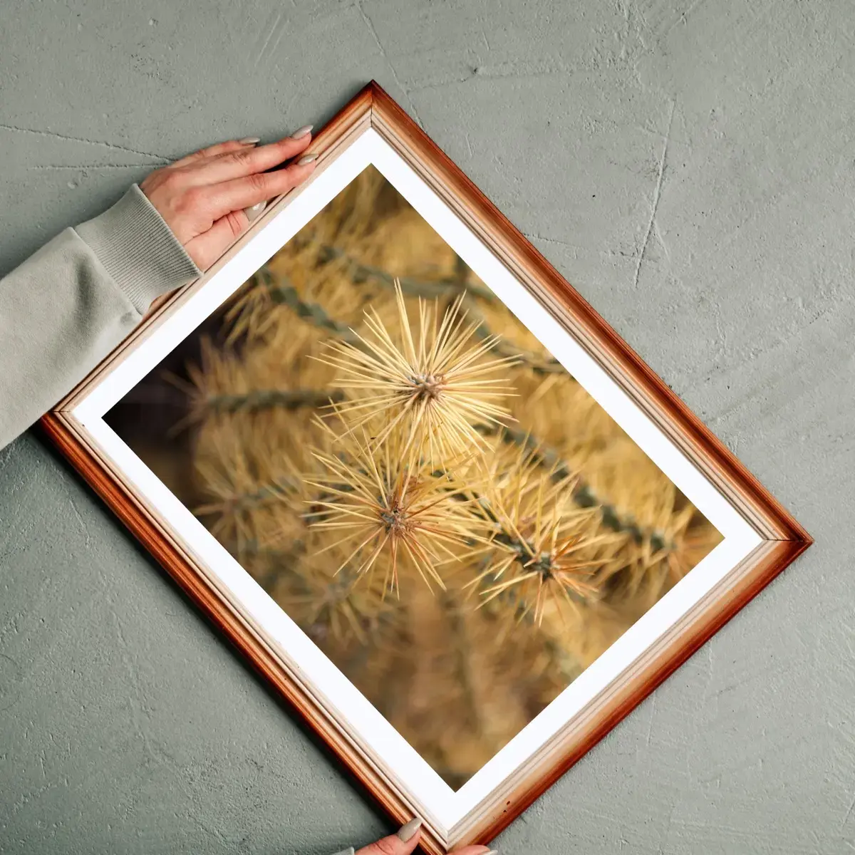 Sunlit Thorns — view 2