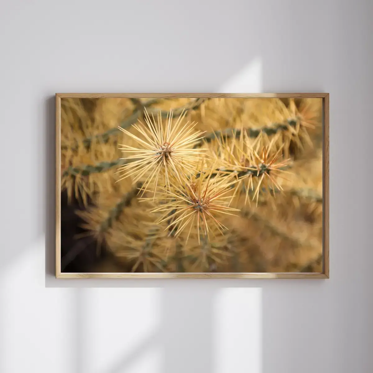 Sunlit Thorns — view 4